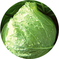 ［葉菜類］